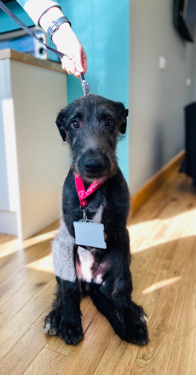 Harris sitting in the office with a lanyard round his neck 