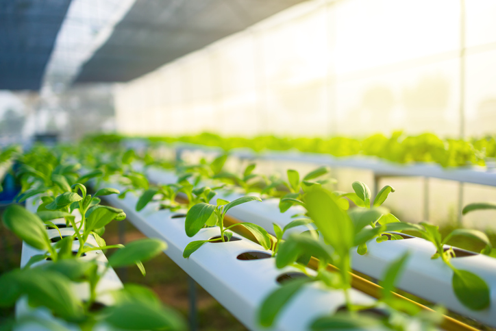 Going green with hydroponics: 6 environmental benefits of water-based agriculture