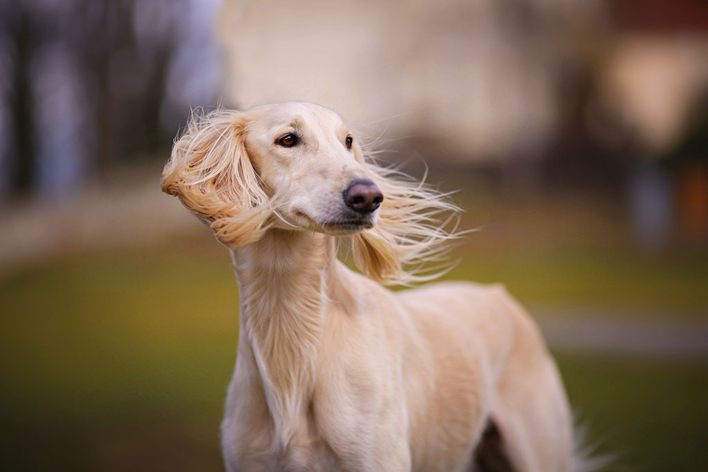 Saluki dog