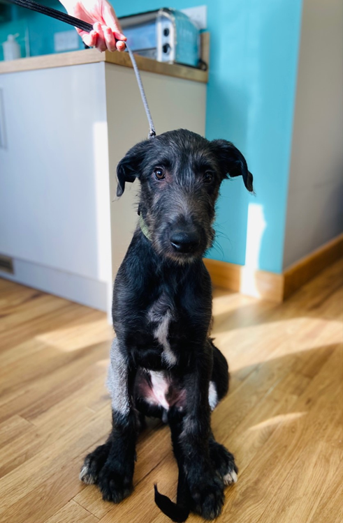 Harris, Scottish Deerhound, in the office. 