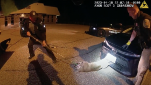 Somehow, A Bobcat Got Stuck in the Grille of a Toyota Corolla