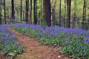 Spring in your pedals