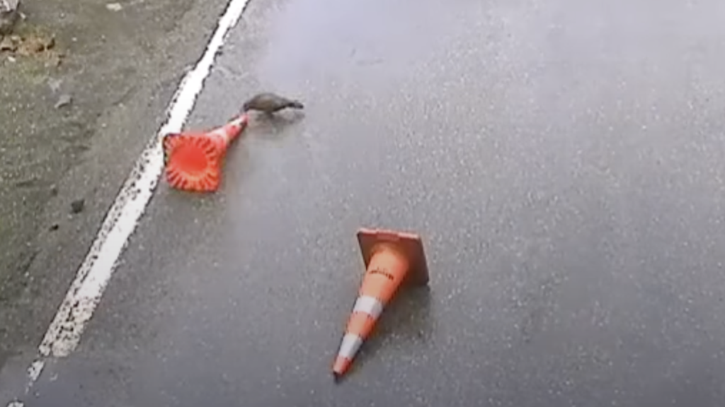 Watch Parrots Mess With Traffic Cones at a New Zealand Construction Site