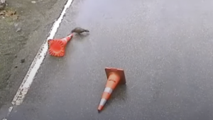 Watch Parrots Mess With Traffic Cones at a New Zealand Construction Site