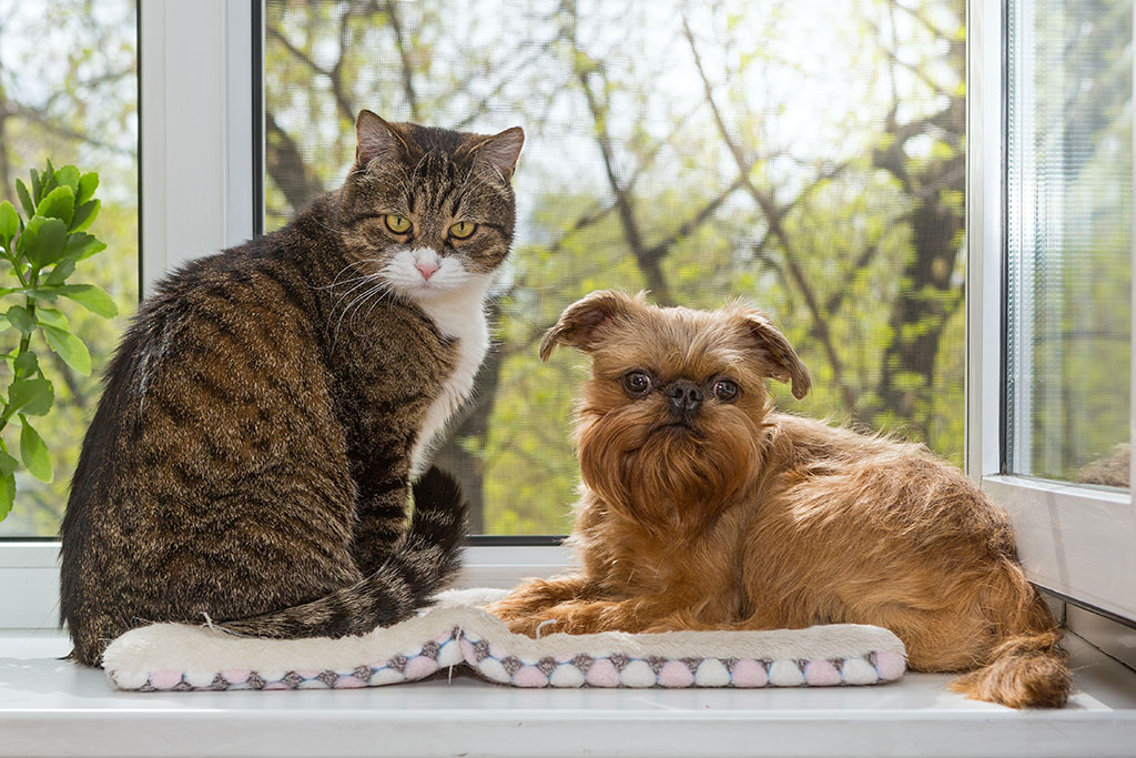 Cat and a dog sit together on the windowsill and look at the spring landscape outside the window