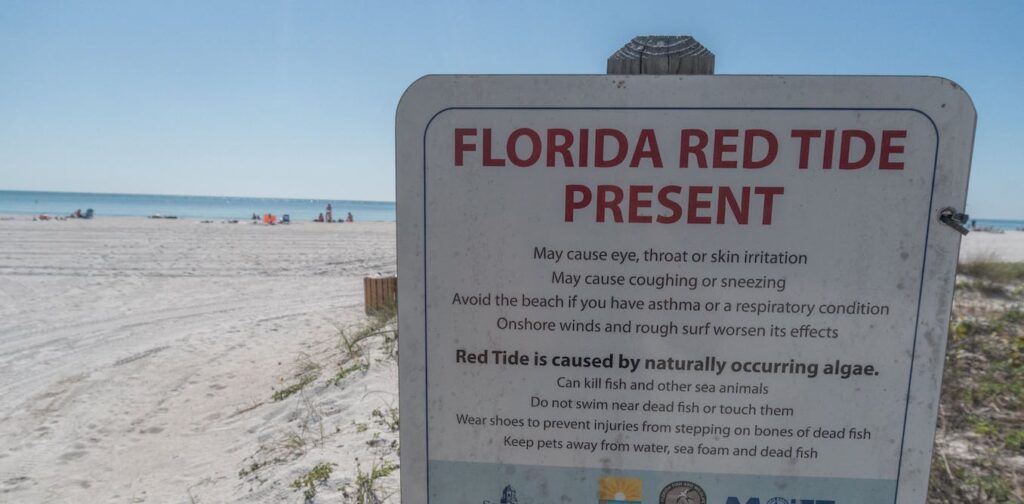 Heading to a beach this summer? Here's how to keep harmful algae blooms from spoiling your trip