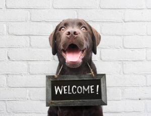 brown Labrador with a welcome plaque round its neck