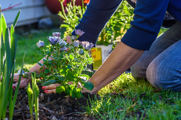 The dos and don’ts of planting trees and shrubs at home to avoid subsidence