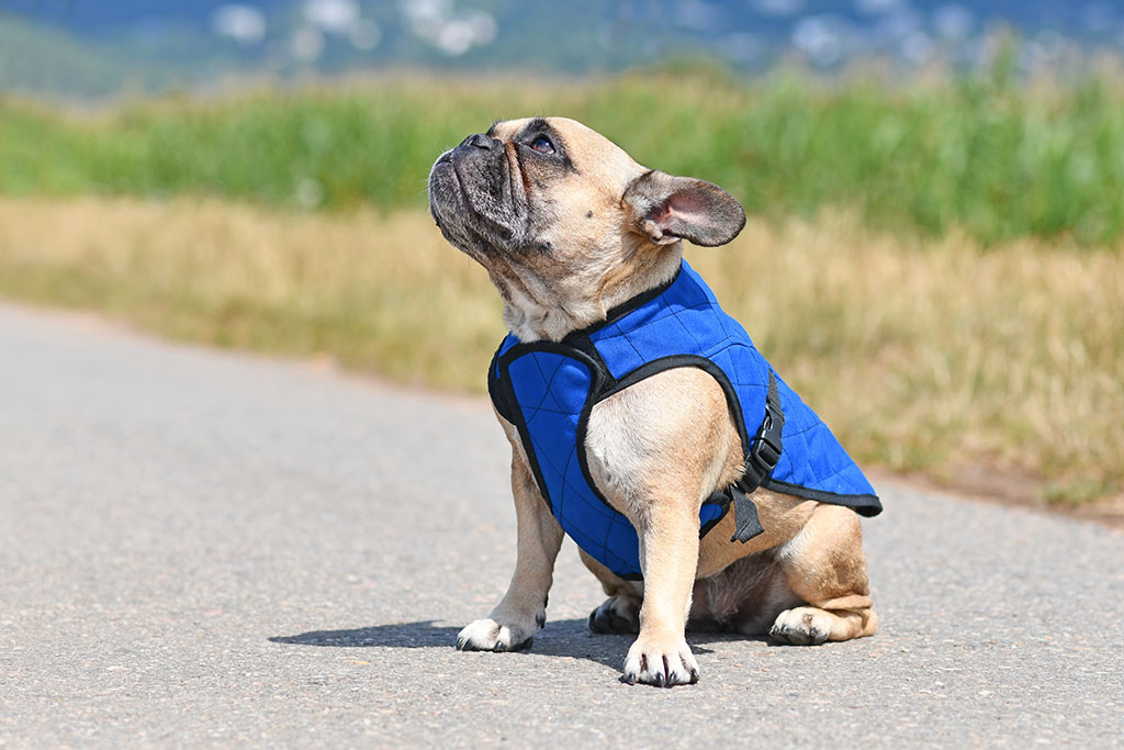 dog dressed up in a blue coat in a field 