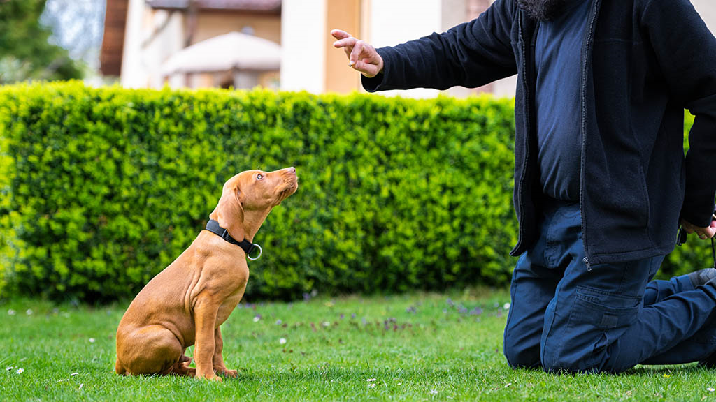 an owner teaching his puppy how to sit 