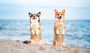 two corgis on the beach sitting on their back legs