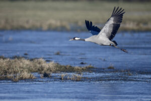 Aviva to support restoration of shrinking saltmarsh habitat to combat climate change