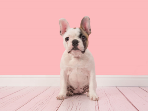 french bulldog being taught how to sit on a pink wooden floor with a pink backdrop