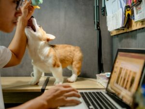 Working from home or playing with the dog?