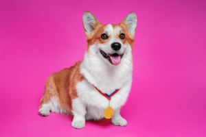 Corgi with a pet world record medal round their neck