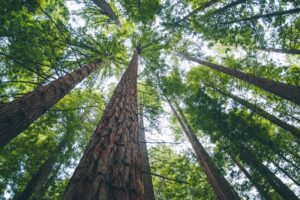 Upward angle of a redwood forest