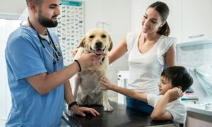 Gumtree enters pet insurance