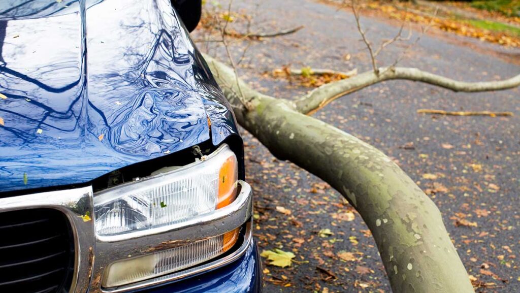 Car damaged by limb - Comprehensive Car Insurance