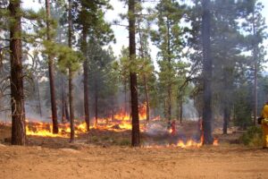 Australians warned to brace for 'return of destructive bushfire seasons'