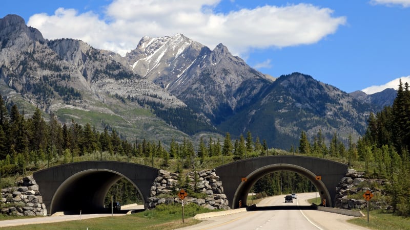 Critter crossings: Trans-Canada Highway is getting the latest wildlife bridge