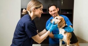 Top 5 Pet Insurance Companies in Florida: Which Offers the Best Price?