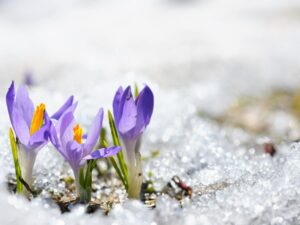 Flowers poke through the softening snow in springtime