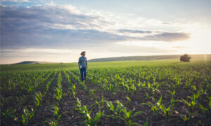 Crop insurance sector hits record high in premiums