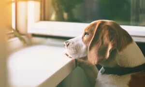 Pet insurance claim figures reveal most common household dangers