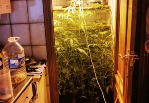 Cannabis farms and the importance of tenant referencing