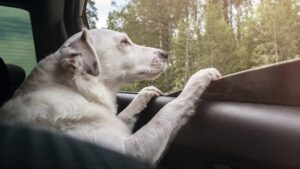 The best car seat covers for dogs in 2023