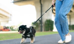 Korea’s pet insurance records double-digit boom in first half-year