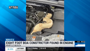 Giant Snakes Continue To Slither Into Cars' Engine Bays, And We'd Really Like Them To Stop