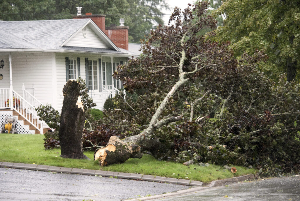 A downed tree is shown in a yard in Fredericton, N.B. during hurricane-turned post tropical storm Lee