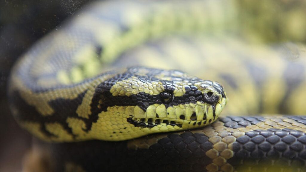 Wisconsin Driver Finds 7-Foot Python Sleeping On Their Engine