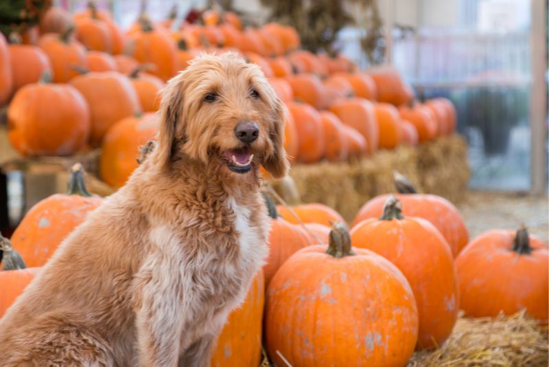 Fur-ights and delights – how to celebrate Halloween with your dog!