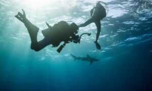 Steadfast executives to dive with sharks to battle childhood cancer