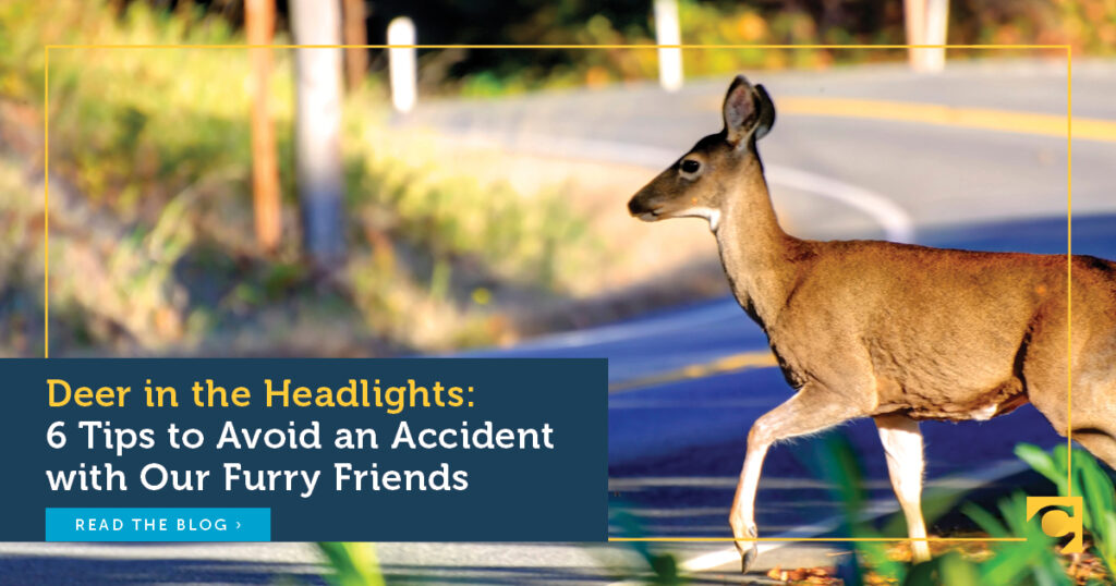 Deer in the Headlights: 5 Tips to Avoid a Collision