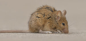 The Unwanted Passenger: Handling a Mouse Living in Your Car