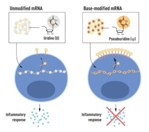 Illustration of the four different bases mRNA contains.