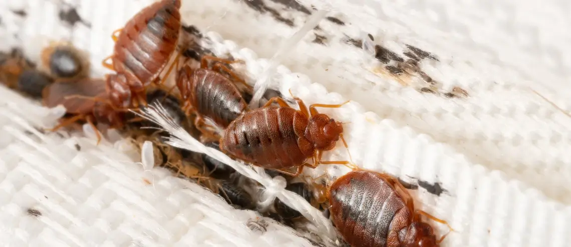 Bed bugs hiding in a mattress