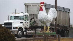 Truck Driver Runs Afoul Of Police After Allegedly Stealing 20 Tons Of Frozen Chicken
