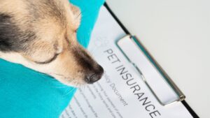 The Best Pet Insurance Companies December 2023: Your Guide to Top Choices for Pet Health