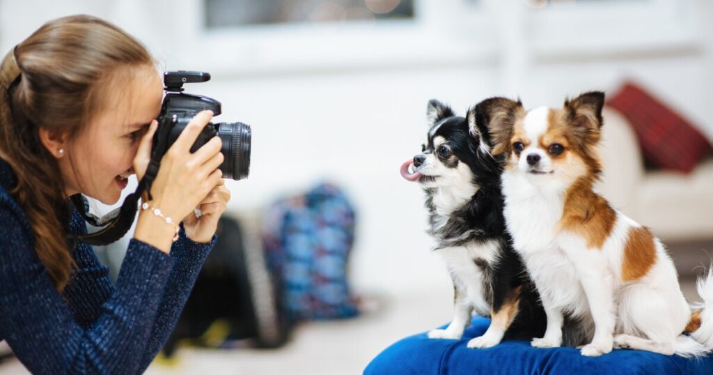 Spot Pet Insurance sponsors pet adoption event with YouTube philanthropist MrBeast