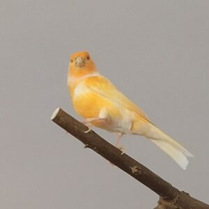 A canary