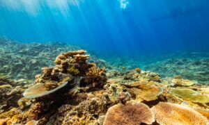 WTW introduces insurance policy to safeguard coral reefs