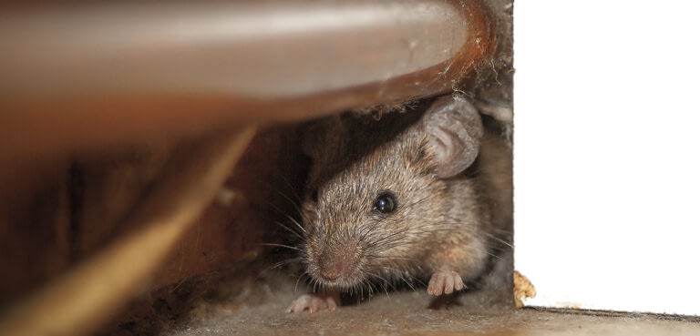 How to Clear Your Home of Bugs and Rodents