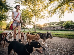 Woman on roller blades walking seven dogs as a side hustle