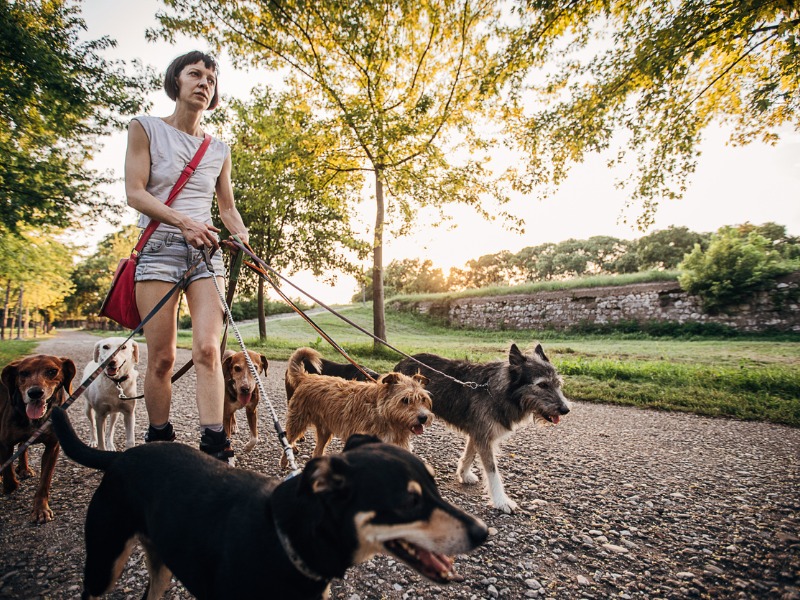 Woman on roller blades walking seven dogs as a side hustle