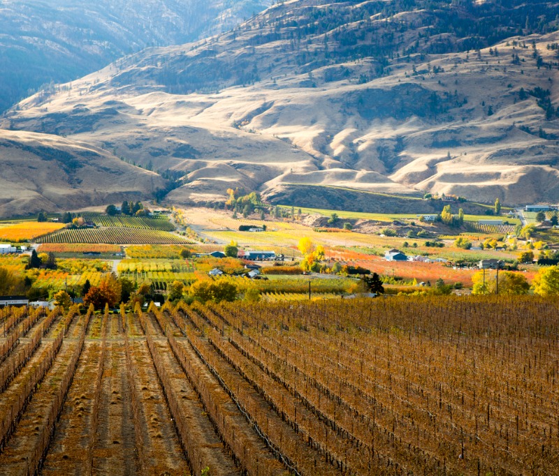 Scenic autumn view of the rural landscape, orchards, vineyards, and wineries of Oliver located in the Okanagan Valley of British Columbia, (B.C.) Canada.