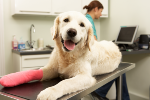 The Benefits of Providing Pet Insurance